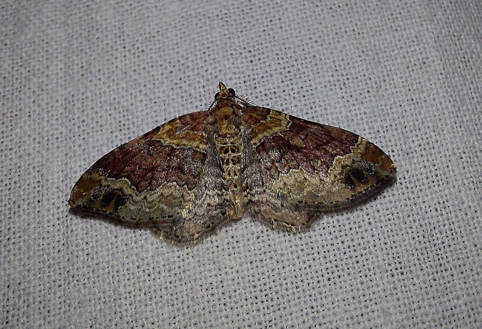 Xanthorhoe spadicearia - sávos tarkaaraszoló