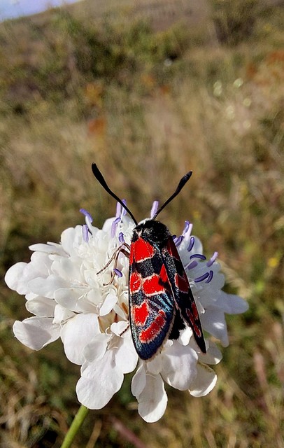 Zygaena carniolica - fehérgyűrűs csüngőlepke