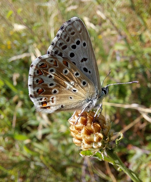 Polyommatus coridon - ezüstkék boglárka