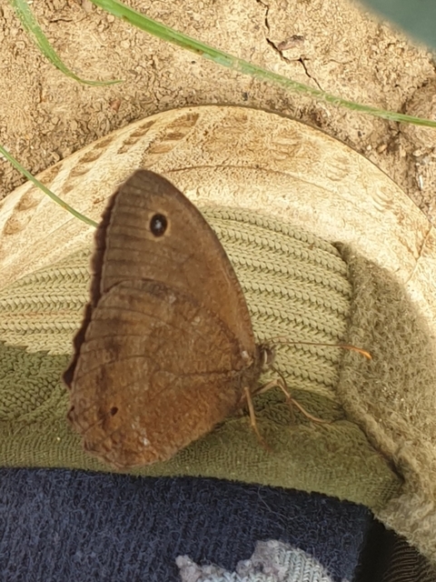 Minois dryas - fekete szemeslepke