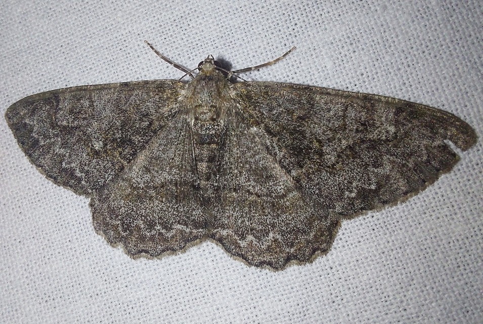 Alcis repandata - foltos faaraszoló