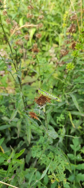 Pseudopodisma nagyi - Nagy-hegyisáska