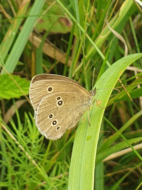 Aphantopus hyperanthus - közönséges ökörszemlepke