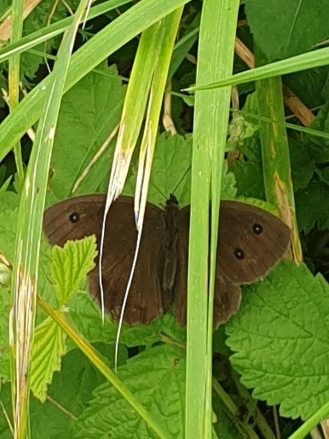 Minois dryas - fekete szemeslepke