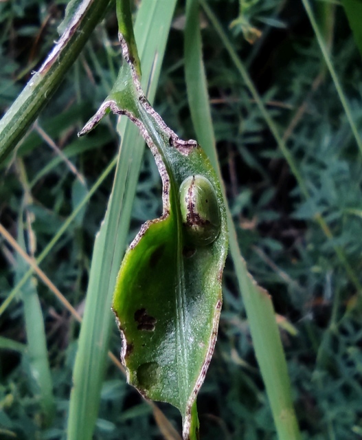 Cassida Cassida
