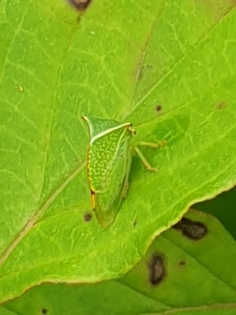 Stictocephala bisonia - bivalykabóca