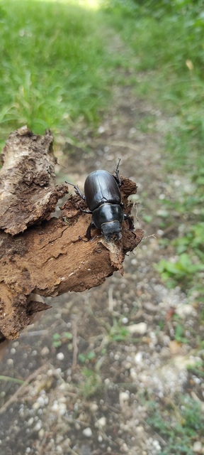 Lucanus cervus - nagy szarvasbogár