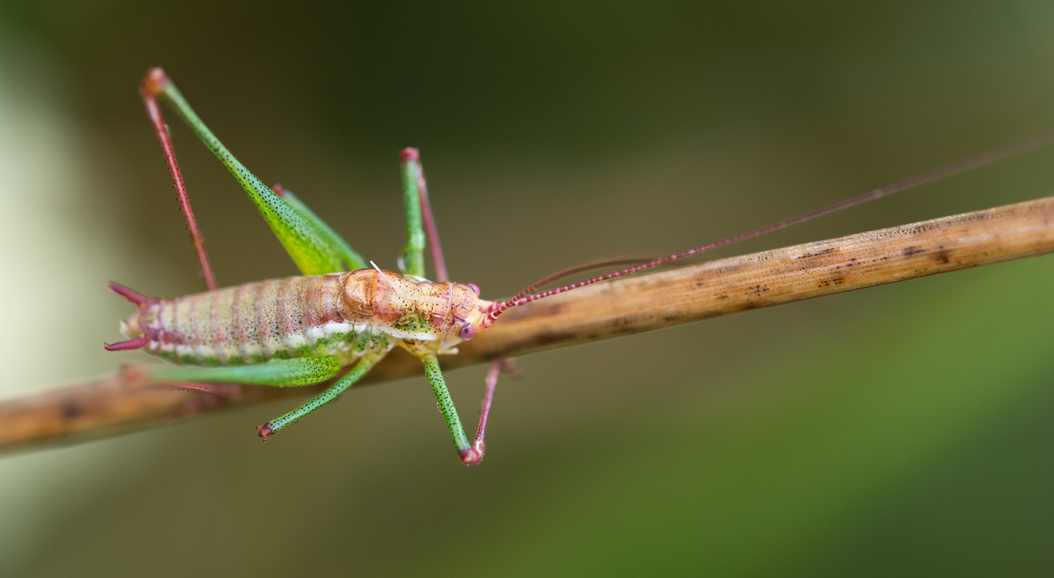 Leptophyes albovittata - közönséges virágszöcske