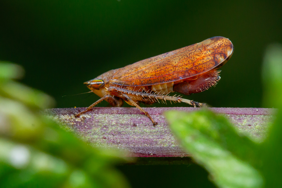 Fieberiella florii