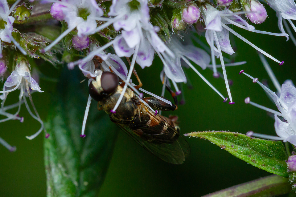 Syritta pipiens - zizegő comboslégy