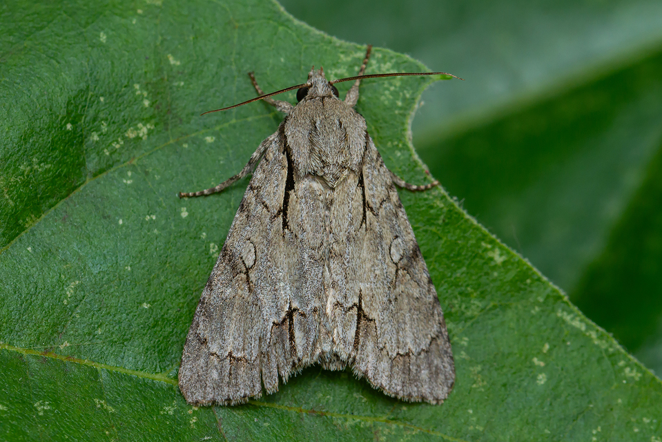Acronicta cuspis/tridens/psi