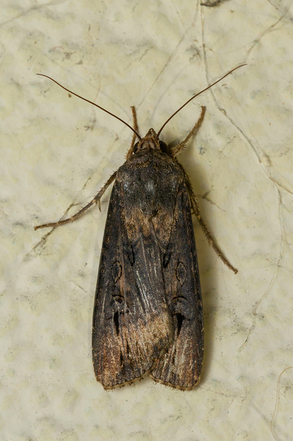 nagy földibagoly - Agrotis ipsilon