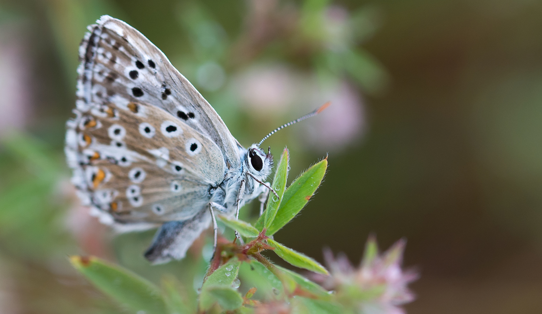 Polyommatus coridon - ezüstkék boglárka