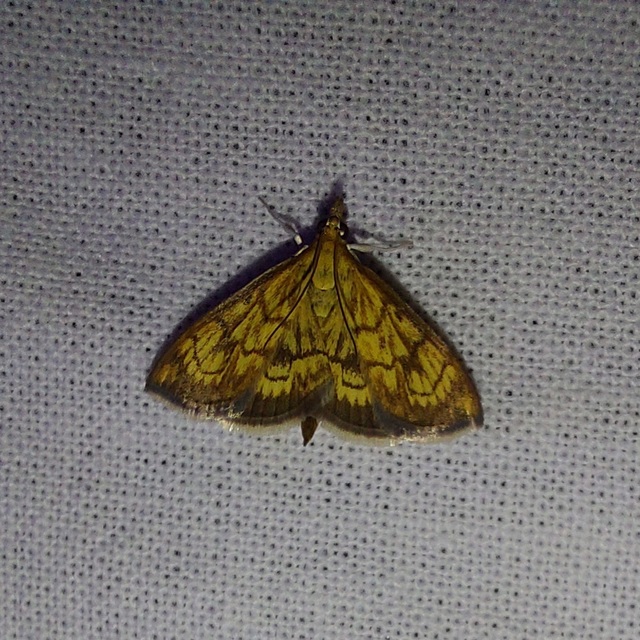 Ecpyrrhorrhoe rubiginalis - rozsdavörös tűzmoly