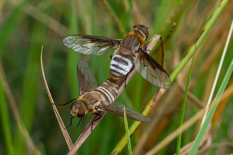 Exoprosopa minos