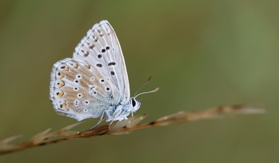 Polyommatus coridon - ezüstkék boglárka