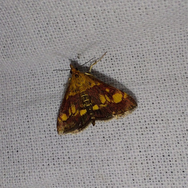 Pyrausta aurata - aranyló bíbormoly