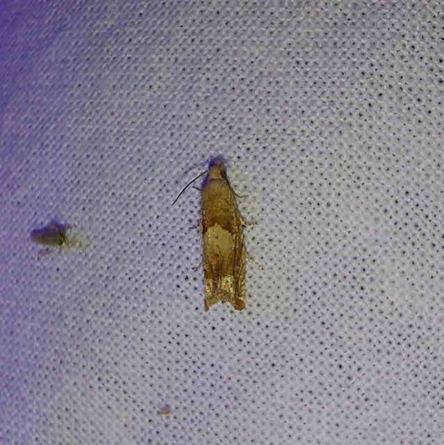 Eucosma