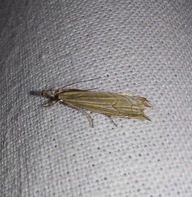 Metacrambus carectellus - homoki fűgyökérmoly