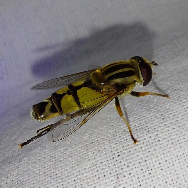 Helophilus trivittatus - nagy mocsárilégy