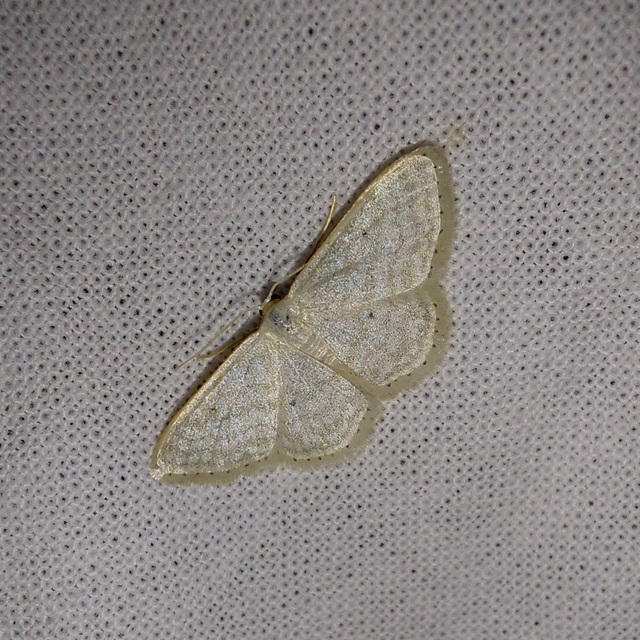 ötvonalas apróaraszoló - Idaea subsericeata