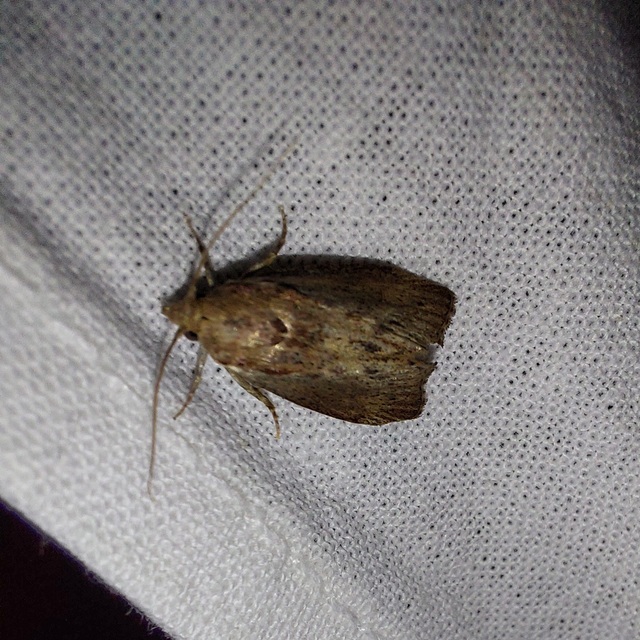 nagy viaszmoly - Galleria mellonella