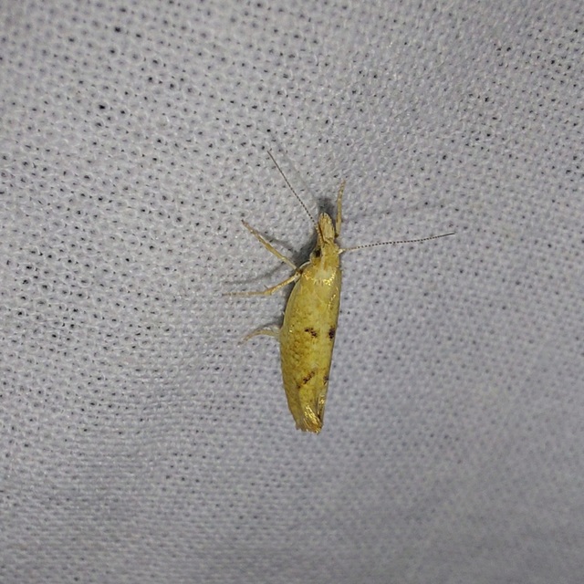 okkersárga tarkamoly - Ypsolopha alpella