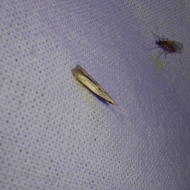 Coleophora