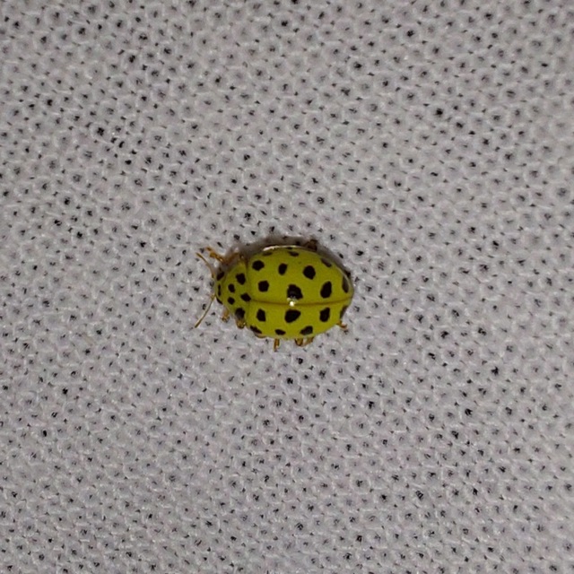 Psyllobora vigintiduopunctata - huszonkétpettyes katica