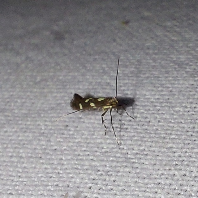 Calybites phasianipennella - lóromaknázó keskenymoly