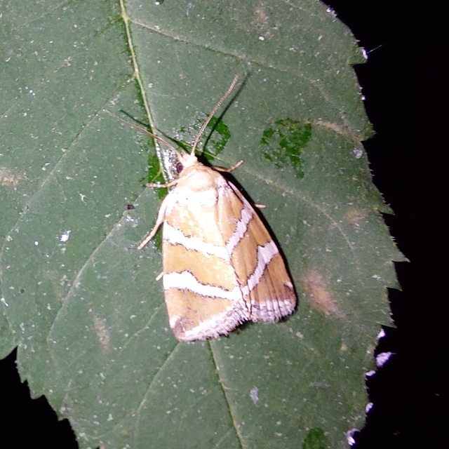 ezüstös apróbagoly - Deltote bankiana