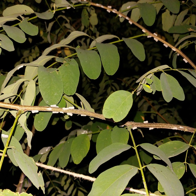 Metcalfa pruinosa - amerikai lepkekabóca