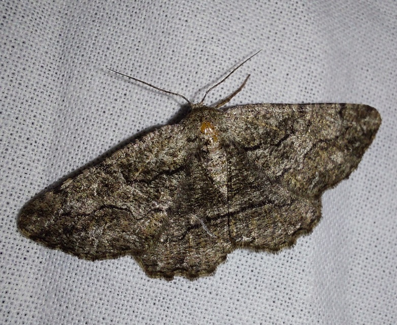 ürömaraszoló - Synopsia sociaria