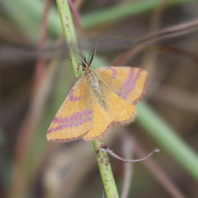 bíborcsíkos araszoló - Lythria cruentaria