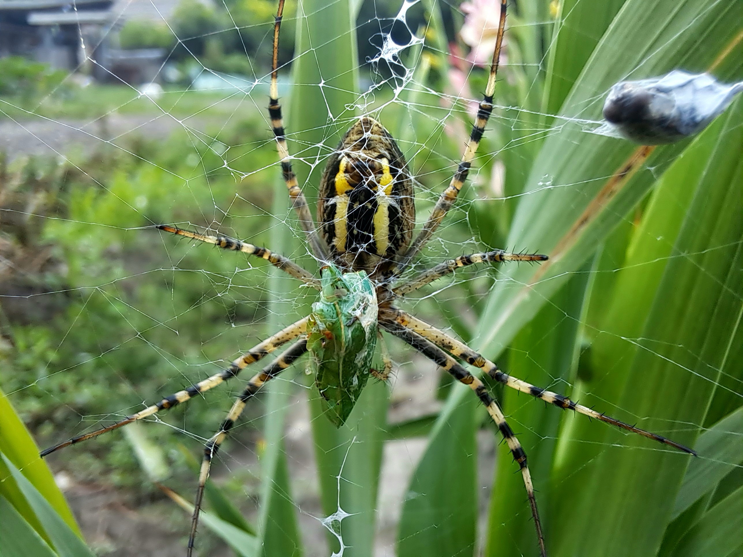 Argiope bruennichi - darázspók