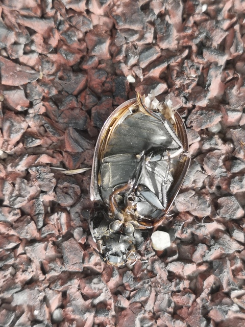 Hydrochara caraboides - kis csibor