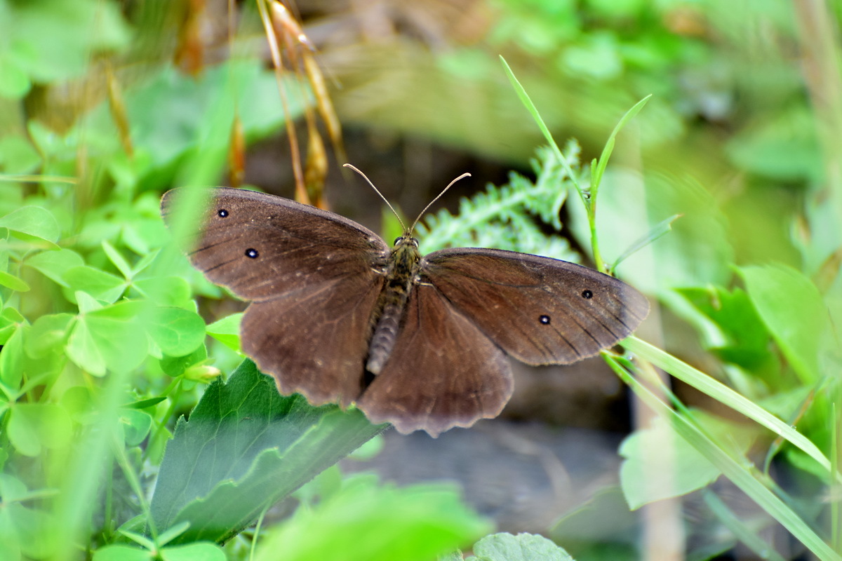 Minois dryas - fekete szemeslepke