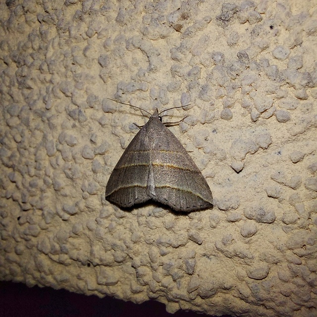 Colobochyla salicalis - háromsávos törpebagoly