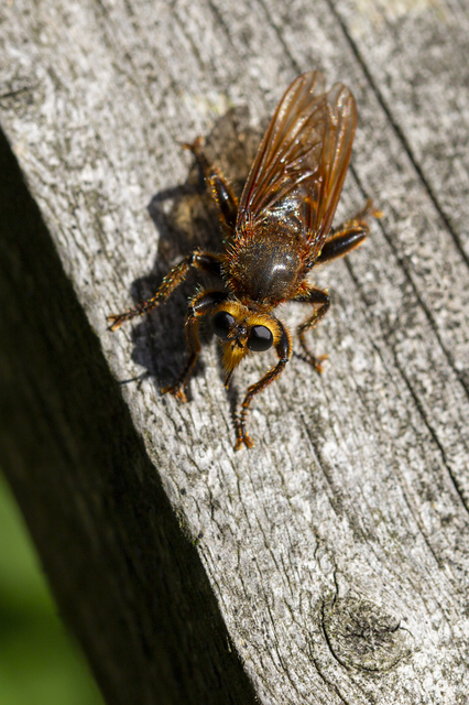 Laphria aurea