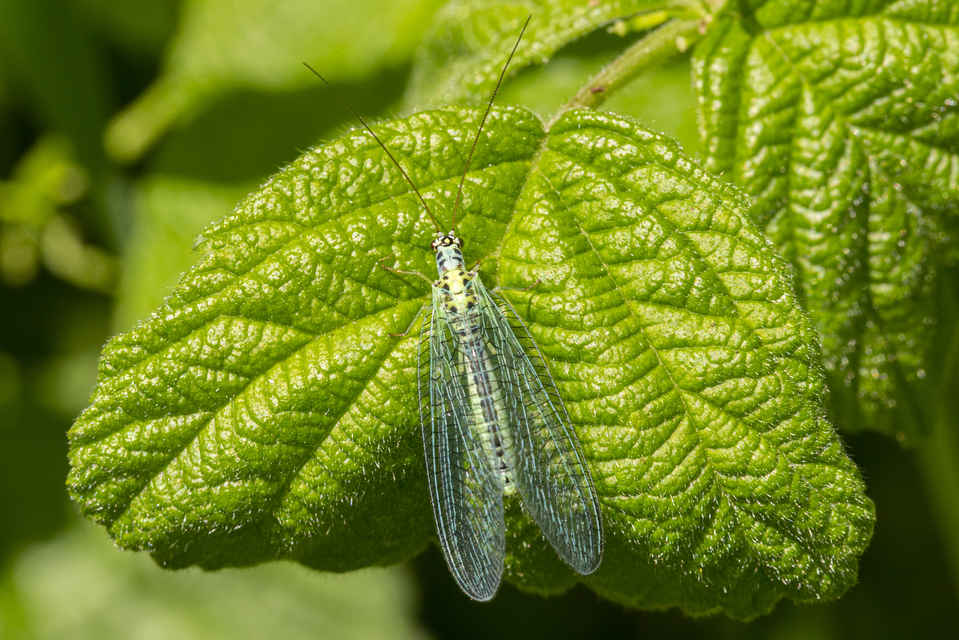 Chrysopa perla - aranyszemű fátyolka Chrysopa perla - aranyszemű fátyolka