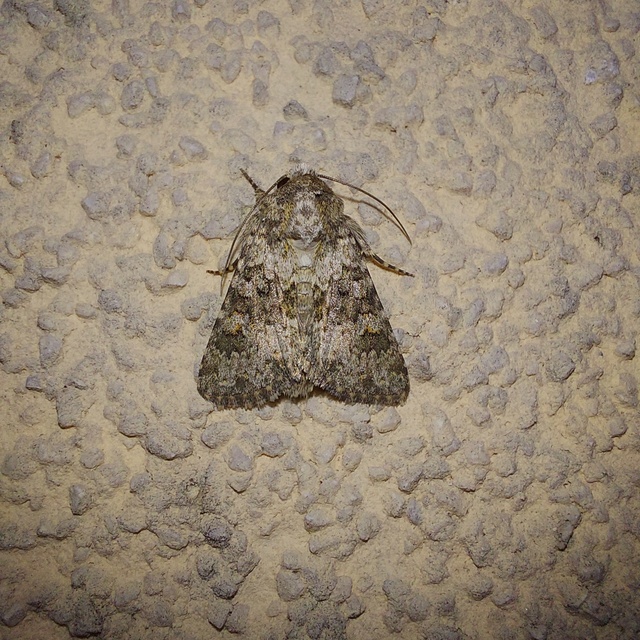 Hecatera dysodea - parajbagoly