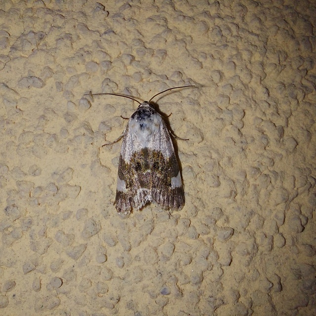 Acontia lucida - fehér nappalibagoly