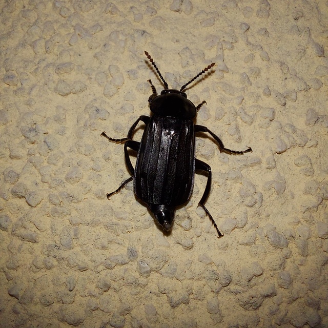 Necrodes littoralis - nagy dögbogár