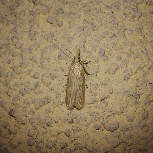 Ematheudes punctella - kúposfejű karcsúmoly