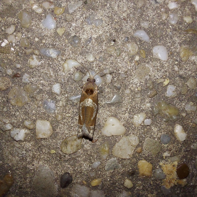 Epiblema foenella - kampósfoltú tükrösmoly