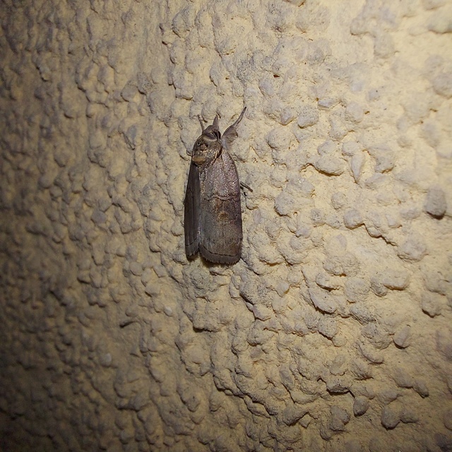 Nycteola asiatica - nyárfa-trapézbagoly