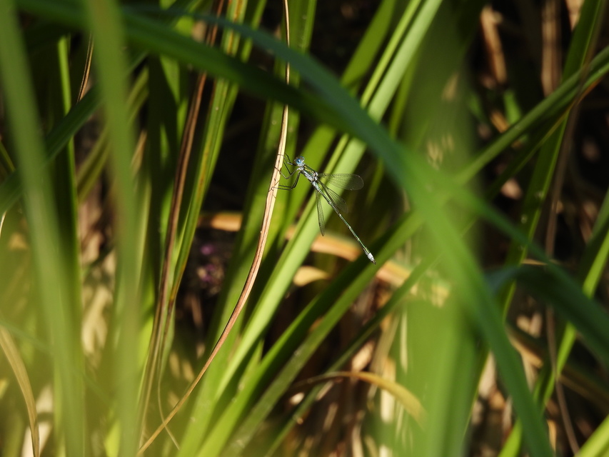 Lestes sponsa - lomha rablószitakötő