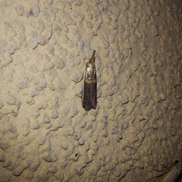 Etiella zinckenella - akácmoly
