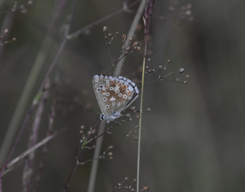Polyommatus coridon - ezüstkék boglárka