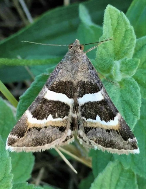 tölgy-porcelánbagoly - Prodotis stolida